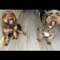 Cockapoo - Both