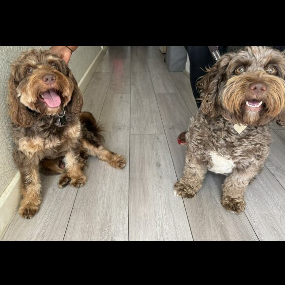 Cockapoo - Both