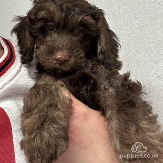 Cockapoo - Both