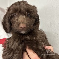 Cockapoo - Both