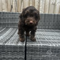 Cockapoo - Both