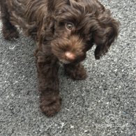 Cockapoo - Both