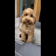 Cockapoo