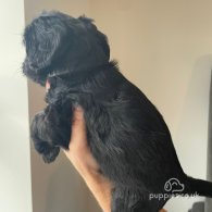 Cockapoo - Both