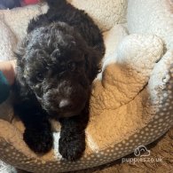 Cockapoo - Both