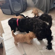 Cockapoo - Both