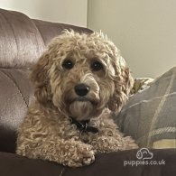 Cockapoo - Both