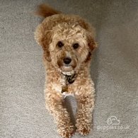 Cockapoo - Both