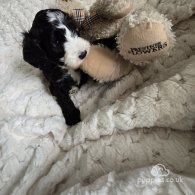 Cockapoo - Both