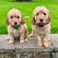 Cockapoo - Both