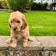 Cockapoo - Both