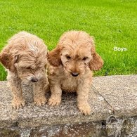 Cockapoo - Both