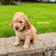 Cockapoo - Both