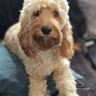 Cockapoo - Both