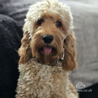 Cockapoo - Both