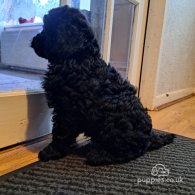 Cockapoo - Both