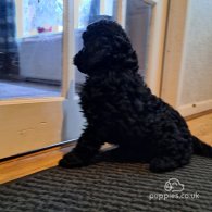 Cockapoo - Both