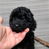 Cockapoo - Both