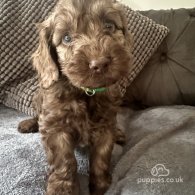 Cockapoo - Both