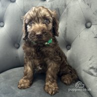 Cockapoo - Both