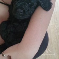 Cockapoo - Both