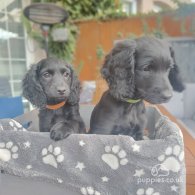 Cockapoo - Both