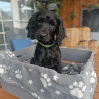 Cockapoo - Both