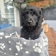 Cockapoo - Both