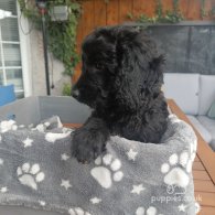 Cockapoo - Both