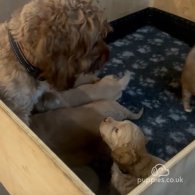 Cockapoo - Both