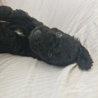 Cockapoo - Both