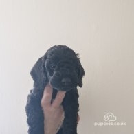 Cockapoo - Both