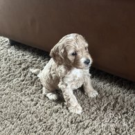 Cockapoo - Both