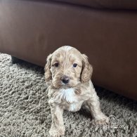 Cockapoo - Both