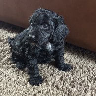 Cockapoo - Both