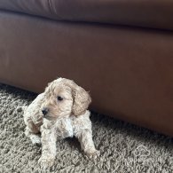 Cockapoo - Both