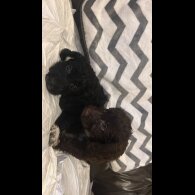 Cockapoo - Both