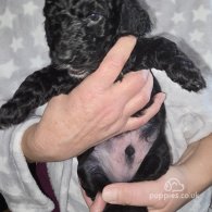 Cockapoo - Both