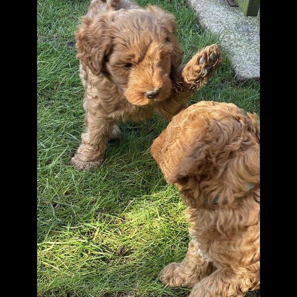 Cockapoo - Both