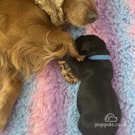 Cocker Spaniel (Working & Show) - Both