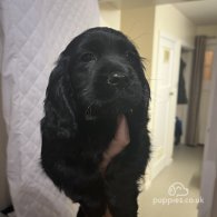 Cocker Spaniel (Working & Show) - Both