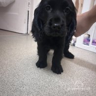 Cocker Spaniel (Working & Show) - Both