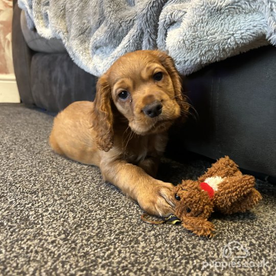 Cocker Spaniel (Working & Show) - Both