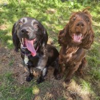 Cocker Spaniel (Working & Show) - Both