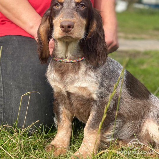 Cocker Spaniel (Working & Show) - Both