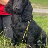 Cocker Spaniel (Working & Show) - Both