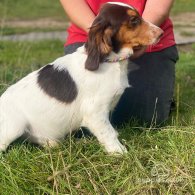 Cocker Spaniel (Working & Show) - Both