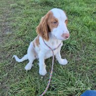 Cocker Spaniel (Working & Show) - Both