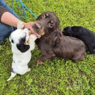 Cocker Spaniel (Working & Show) - Both