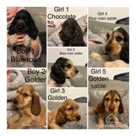 Cocker Spaniel (Working & Show) - Both